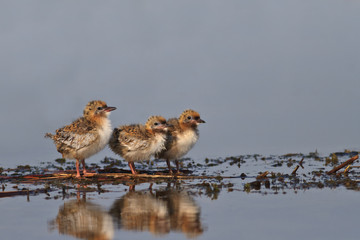 common tern chick on lake