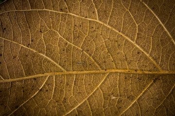 Leaf 2