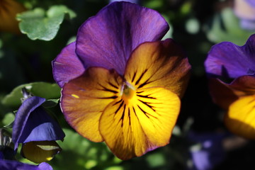coloured pansy