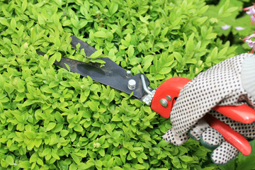 Gartenarbeit Buchsbaum schneiden (Buxus sempervirens)