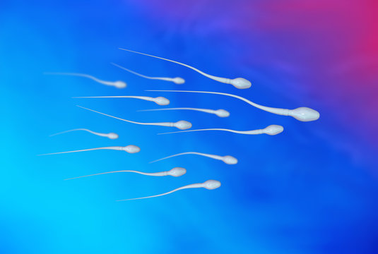 Spermien / Samenzelle
