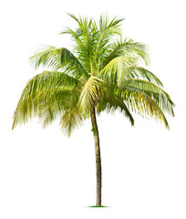 Obraz premium Coconut tree
