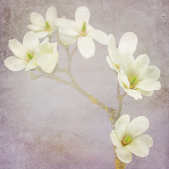 Naklejka na ściany i meble Magnolia flower background