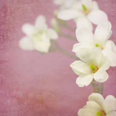 Naklejka na ściany i meble Magnolia flower background
