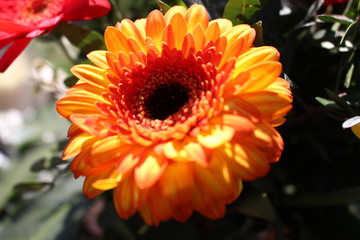 orange gerbera