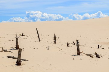 Dry tree trunks on sand dune in Slowinski National Park, Poland