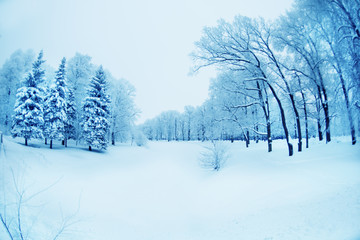 Fototapeta na wymiar Winter background, landscape. Winter trees in wonderland. Winter