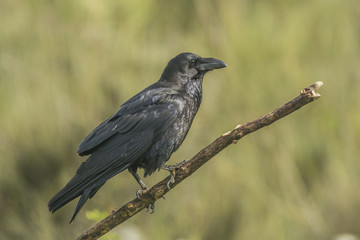 Corvus corax