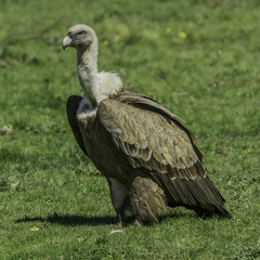 griffon vulture