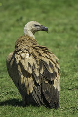griffon vulture