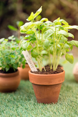 Basil Seedlings