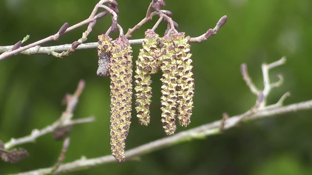 Winter Catkins of Alder Tree Gracefully Blowing in the Wind