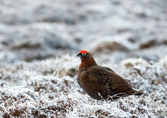 Red Grouse