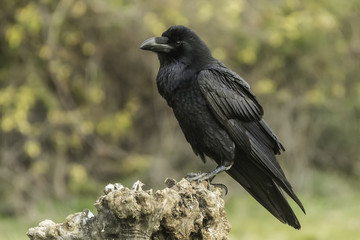 Raven, Corvus corax