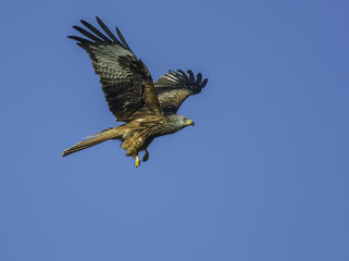 red kite, Milvus milvus