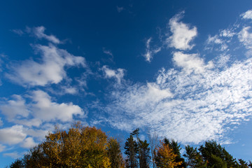 Fototapeta na wymiar Colourful autumn trees against deep blue sky