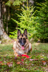 German Shepherd laying down in the grass