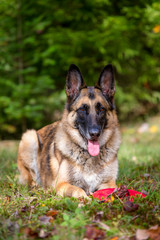 German Shepherd laying down in the grass