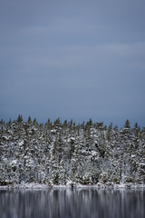 Snow covered trees on the edge of the lake