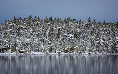 Snow covered trees on the edge of the lake