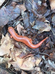 Orange Salamander on Leaves