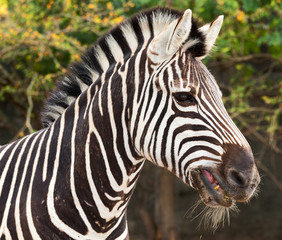 Fototapeta na wymiar zebra head