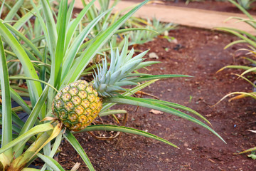 パイナップル畑