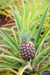 パイナップル畑