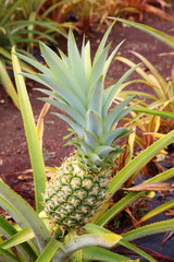 パイナップル畑