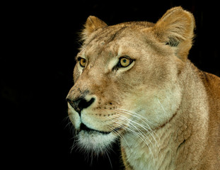 arrogant lion