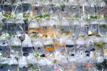 Aquarium fish displayed at the Goldfish market in  Hong Kong.