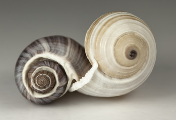 Two spiral sea shells joined together