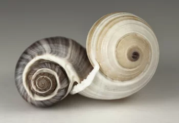Poster Two spiral sea shells joined together © Willrow Hood
