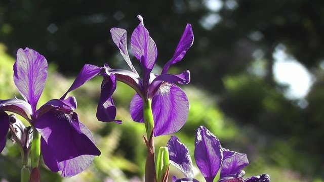 Summer Flowering Garden Irises Gently Blowing in the Wind
