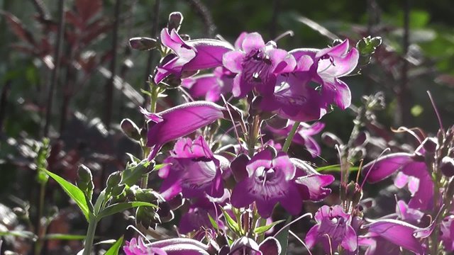 Summer Flowering Unique Purple Penstemon