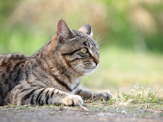 伏せる猫