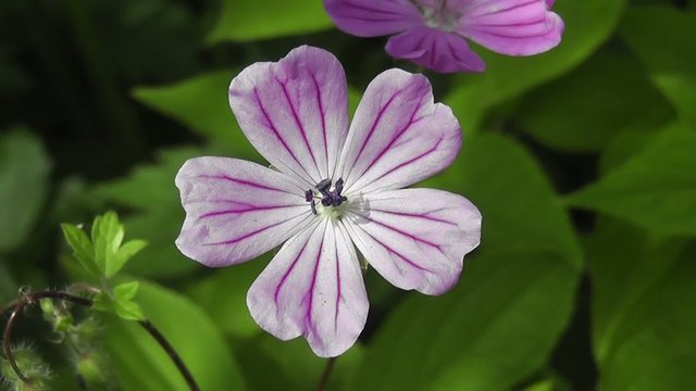 Summer Flowering Wild Geranium Flower  with Pentagonal Geometry