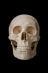 Human skull, isolated on black background