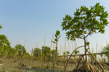 The Young Mangrove Forest
