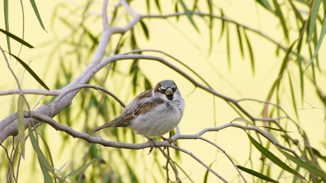 House Sparrow Medium Shot