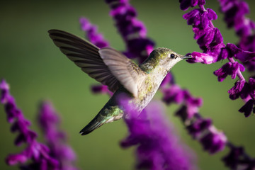 Anna's Hummingbird