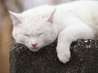 眠る白猫