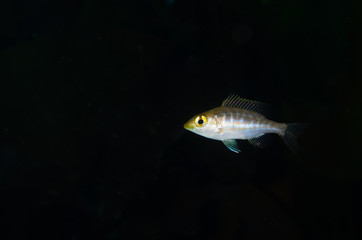 Naklejka premium イトフエフキ-Lethrinus genivittatus