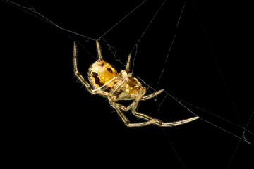 Spider Steatoda castanea