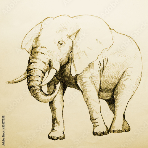“Elephant Sketch, raster version with tracing path” Fotos de archivo e
