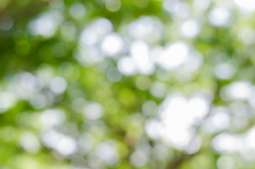 Obraz premium Bokeh(out of focus)