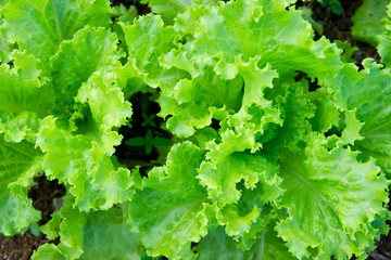 Organic Lettuce