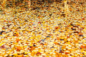 Autumn leaves on water