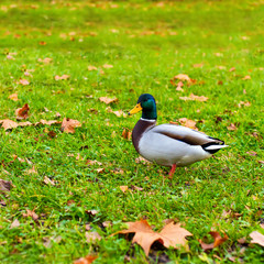Mallard Duck