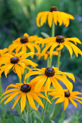 Lots of black eyed susan flowers